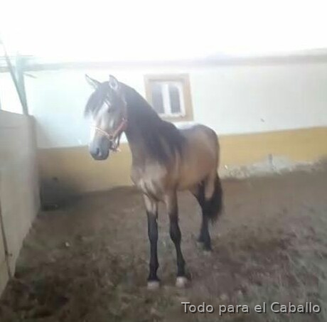 Lusitano