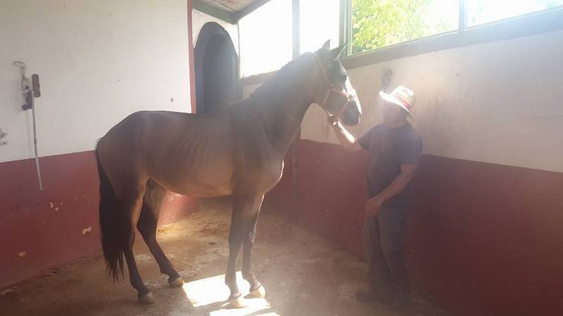  Potro Lusitano de Calidad. - Caballos Enteros Lusitano