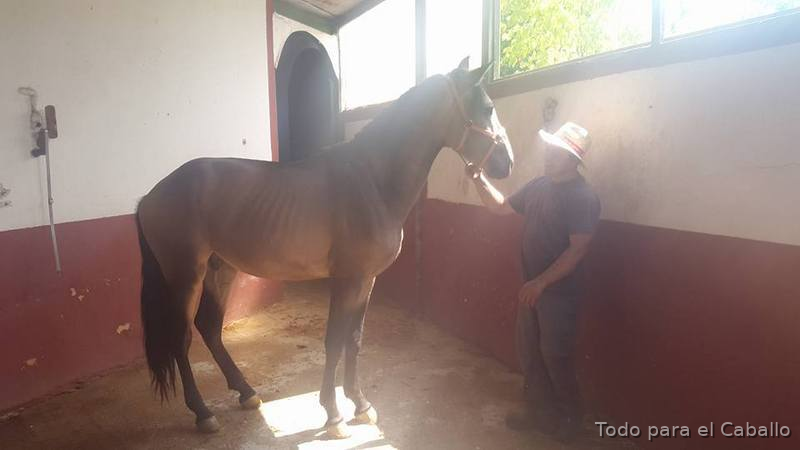  Potro Lusitano de Calidad. - Caballos Enteros Lusitano