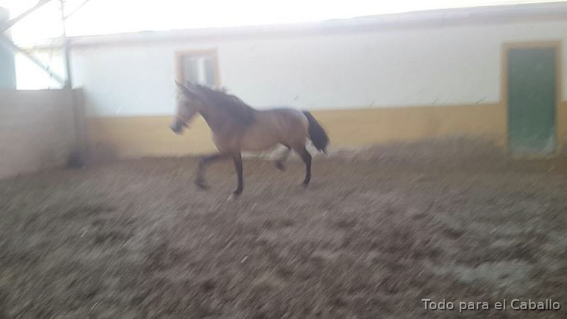  Potro Lusitano de Calidad. - Lusitano