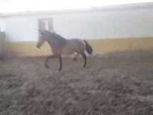 Potro Lusitano de Calidad.