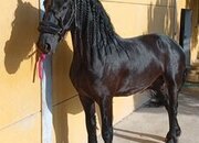 Potro frisón entero