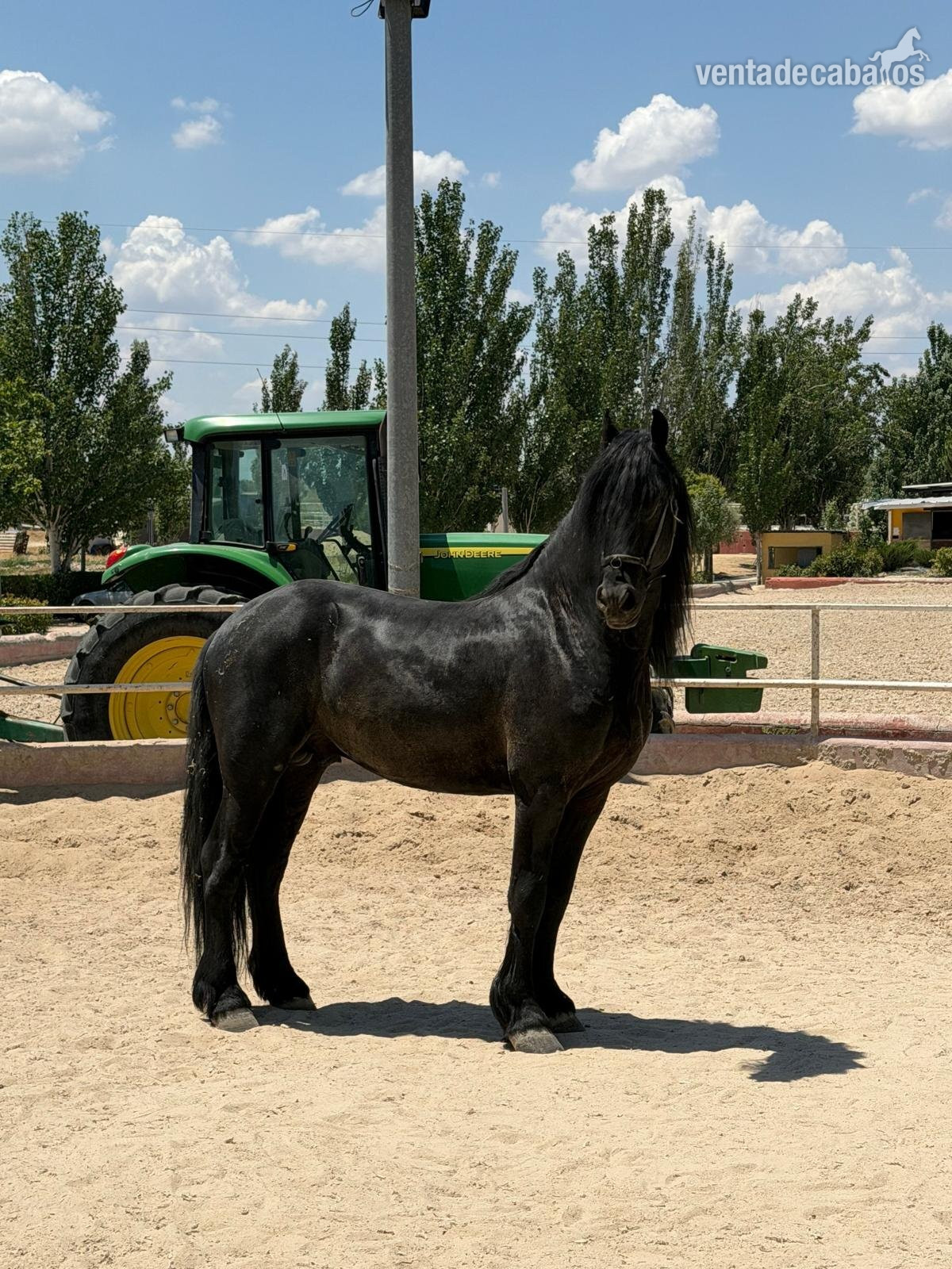 Caballos Enteros EMPTY - Potro frisón entero