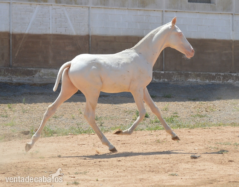 Caballos Pura Raza Española (P.R.E.) Pura Raza Española - Potros y potras PRE capas diluidas