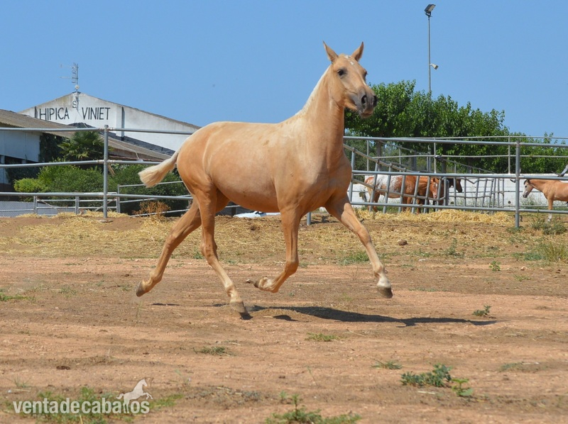 Potros y potras PRE capas diluidas - Caballos Pura Raza Española (P.R.E.) Pura Raza Española