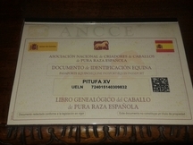 POTRA PITUFA XV 