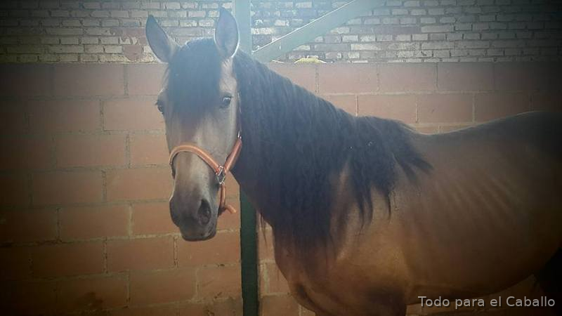 Lusitano {TYPE}
