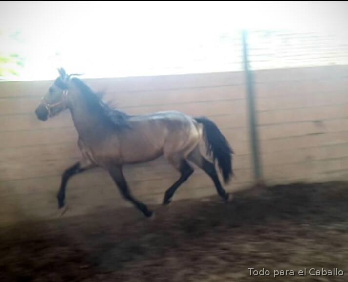 Caballos Enteros Lusitano -  Potro Lusitano de Calidad.