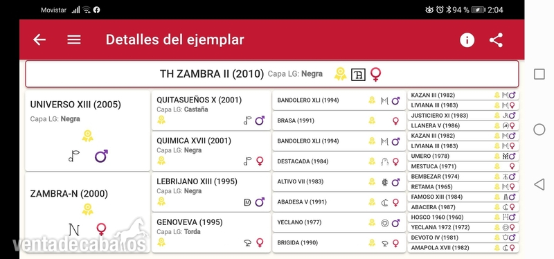 Potras Pura Raza Española - Potra Pura Raza Española