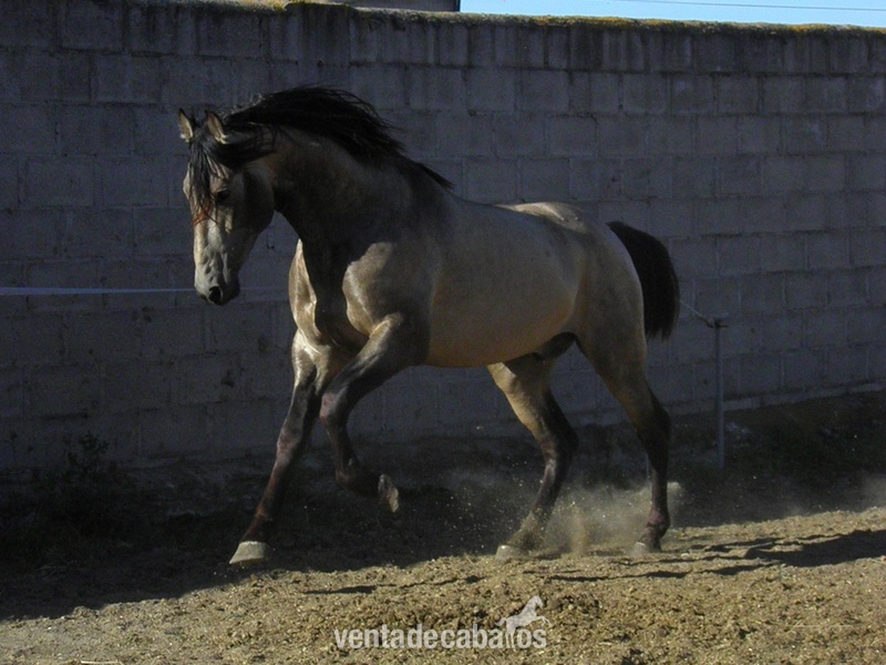 Caballos Pura Raza Española (P.R.E.) PRE - POTRO PRE BAYO