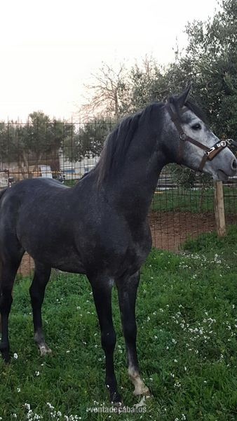 Semental pre venta in 