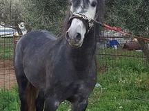 Semental pre venta