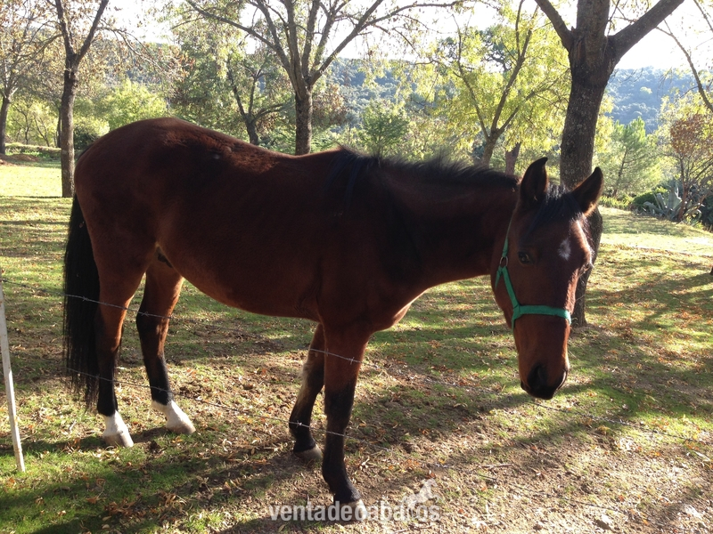 Vendo caballo de 3 años y medio in 