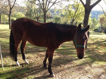 Vendo caballo de 3 años y medio