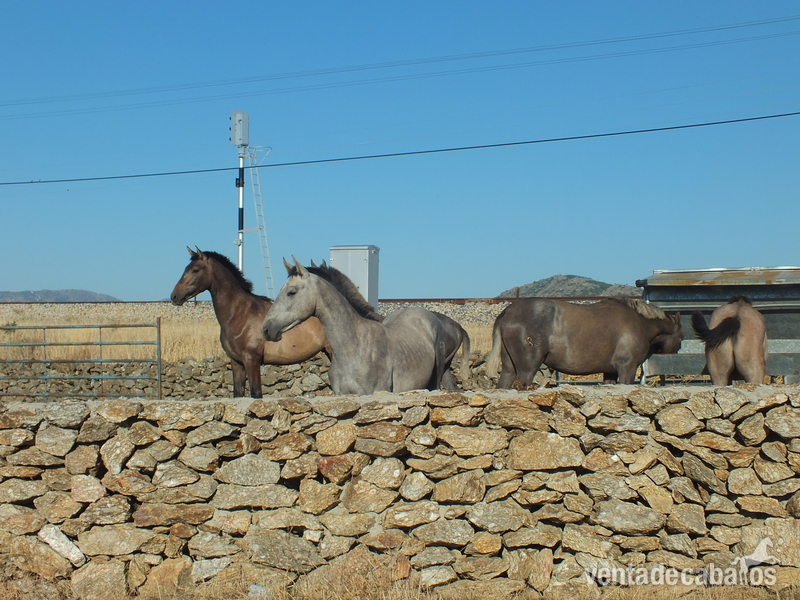 Alquiler finca rustica 5ha pastos para ganado in Soto del Real