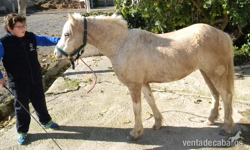 Ponys Palomino y Albino in 