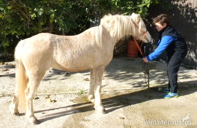 Poni de Competicion / Deporte