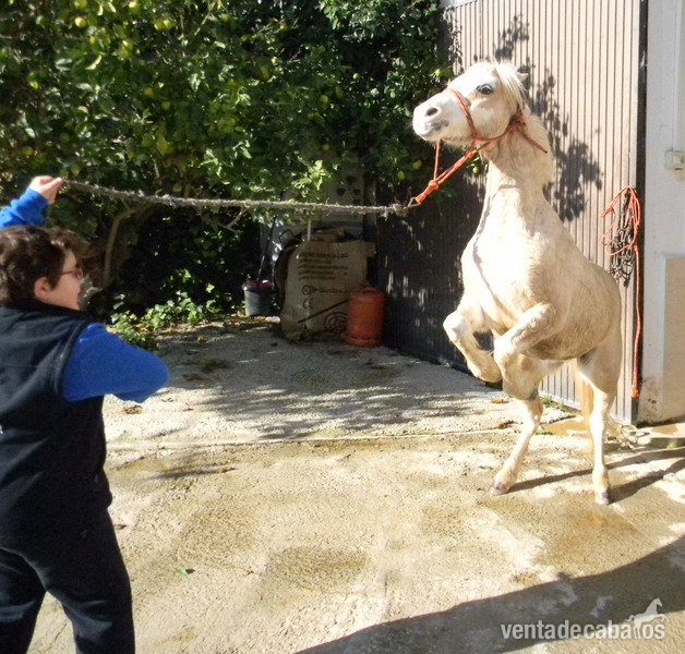Poni de Competicion / Deporte {TYPE}