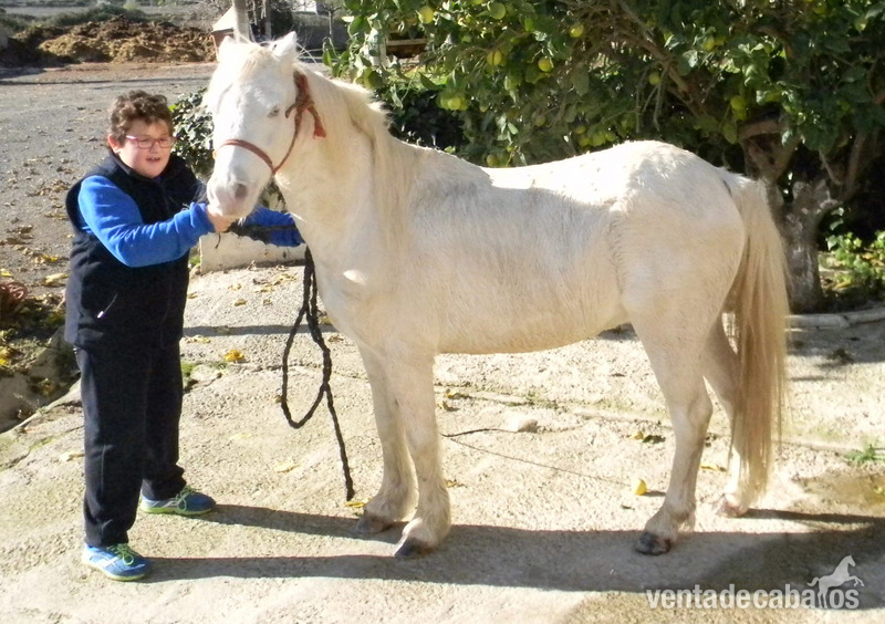Ponis Pony Club Poni de Competicion / Deporte - Ponys Palomino y Albino