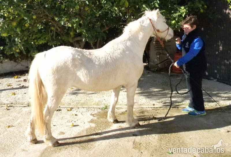 Ponys Palomino y Albino - Ponis Pony Club Poni de Competicion / Deporte