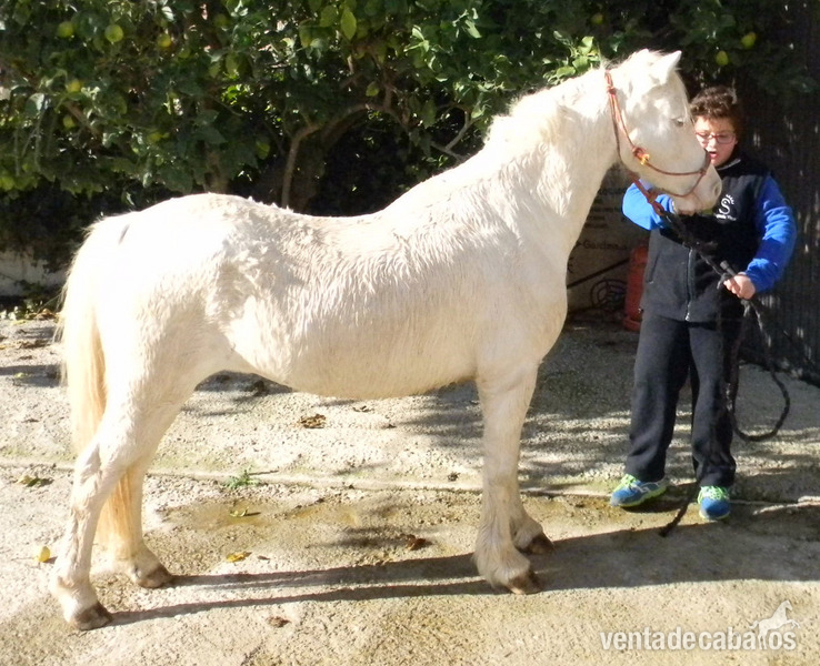 Ponys Palomino y Albino - Poni de Competicion / Deporte