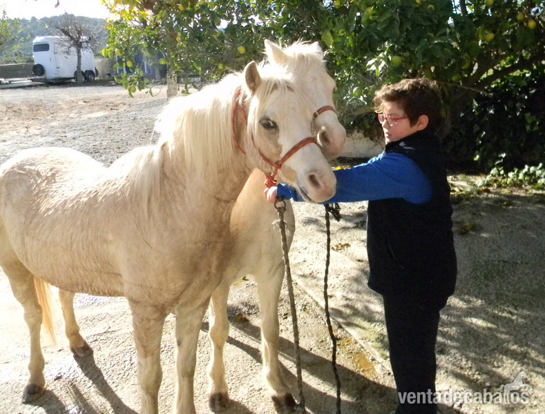 Ponys Palomino y Albino - Ponis Pony Club