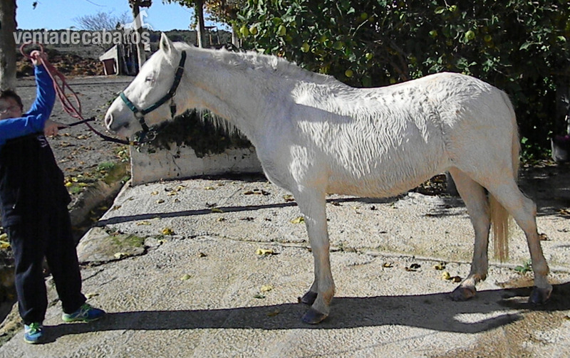  Pony Pia Gominola in 