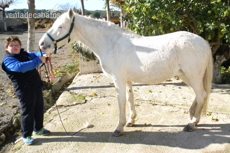 Poni de Competicion / Deporte