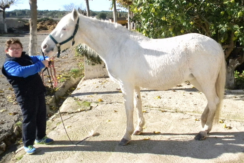 Poni de Competicion / Deporte