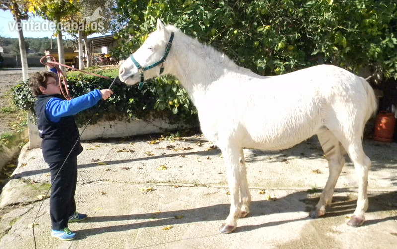 Poni de Competicion / Deporte {TYPE}