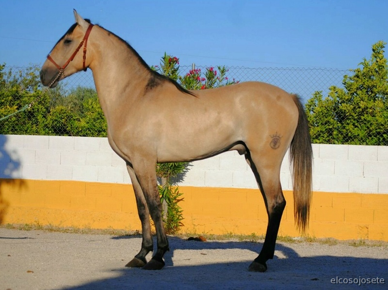 Potro Lusitano espectacular in 
