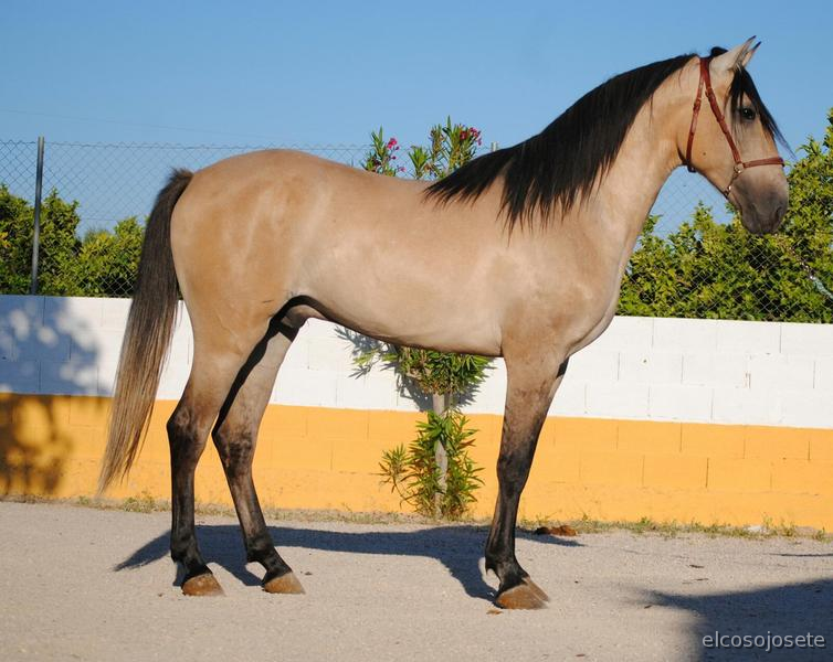 Lusitano