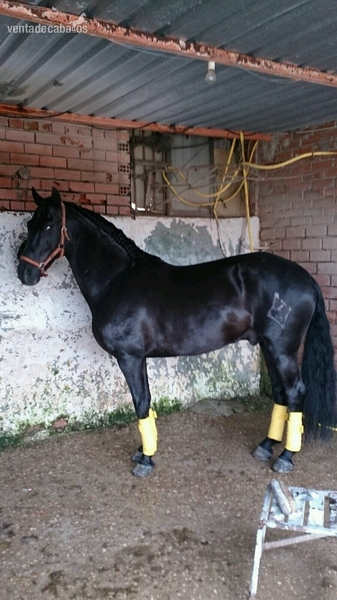 Caballo PRE, Negro Azabache in 