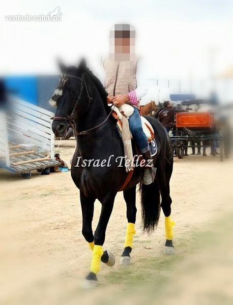 Pura Raza Española