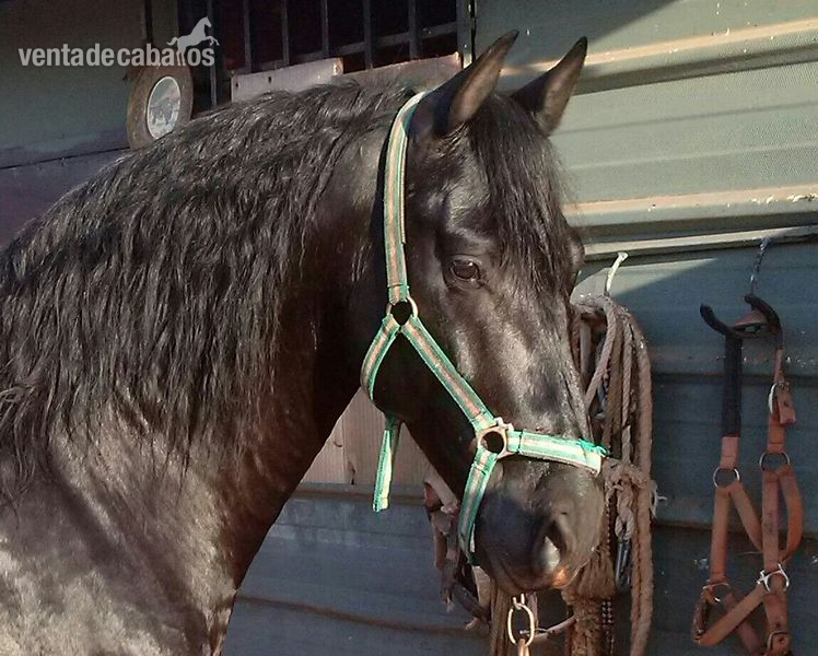 Caballos Pura Raza Española (P.R.E.) Pura Raza Española - Caballo PRE, Negro Azabache