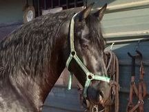 Caballo PRE, Negro Azabache