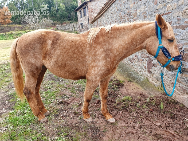 Lusitano