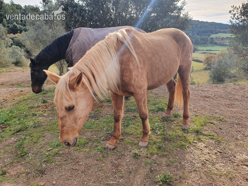 Lusitano {TYPE}