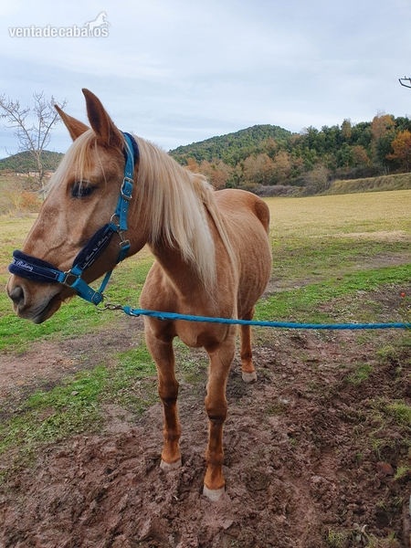 Yeguas Lusitano - Potra Yegua Palomina