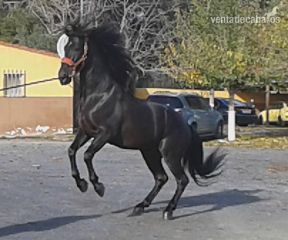 Caballo PRE Venon in 