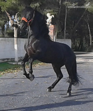 Pura Raza Española