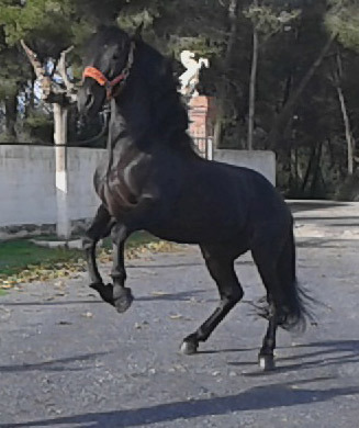 Pura Raza Española