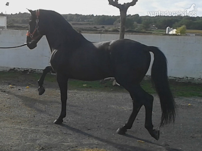 Caballos Pura Raza Española (P.R.E.) Pura Raza Española - Caballo PRE Venon