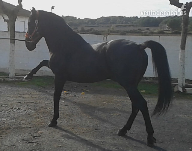 Caballo PRE Venon - Caballos Pura Raza Española (P.R.E.) Pura Raza Española