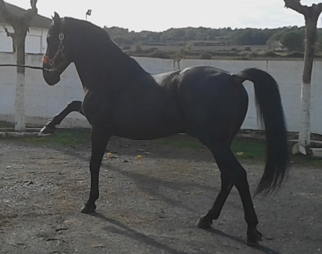 Caballo PRE Venon - Caballos Pura Raza Española (P.R.E.) Pura Raza Española