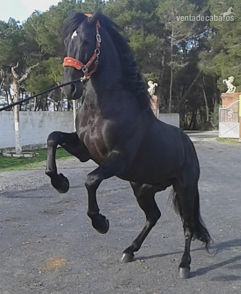 Caballo PRE Venon - Pura Raza Española