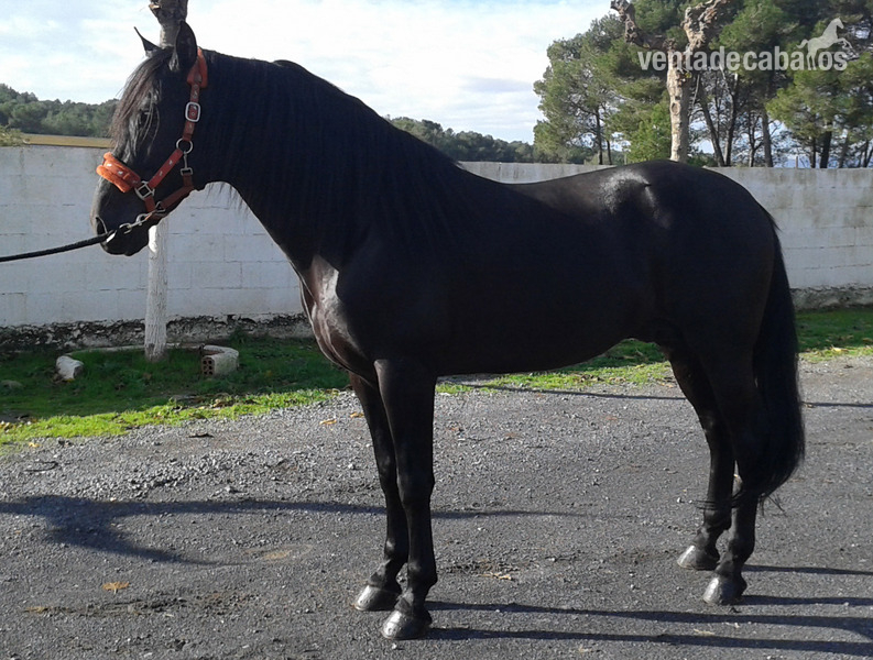 Caballo PRE Venon - Caballos Pura Raza Española (P.R.E.)