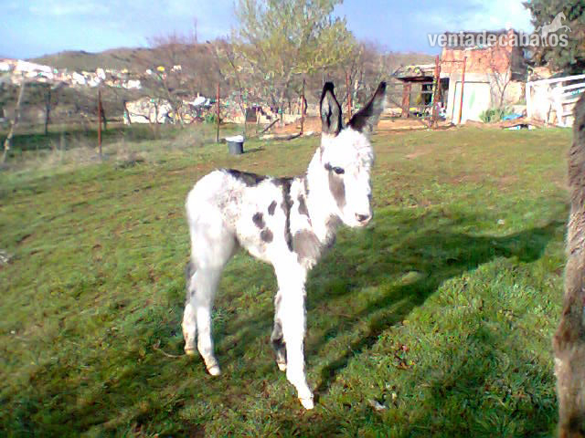 Asno