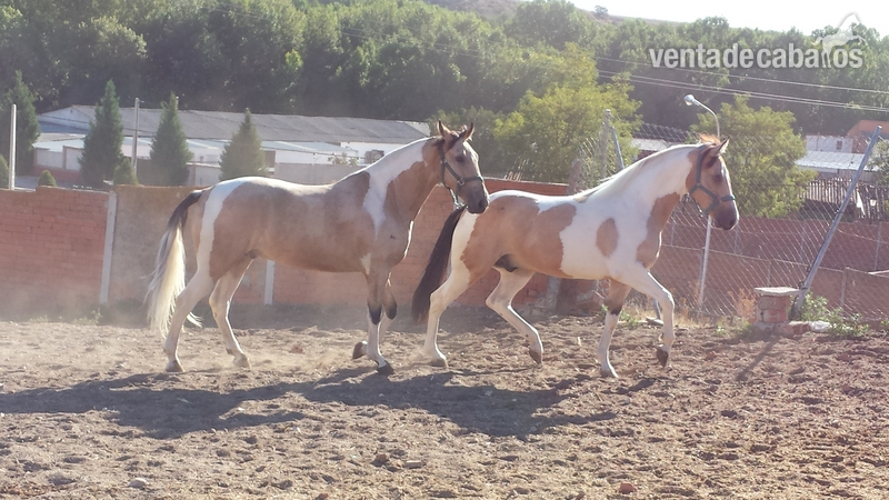 Caballos Pura Raza Española (P.R.E.) Cruzado - Tronco pios en bayos únicos machos piezas únicas 