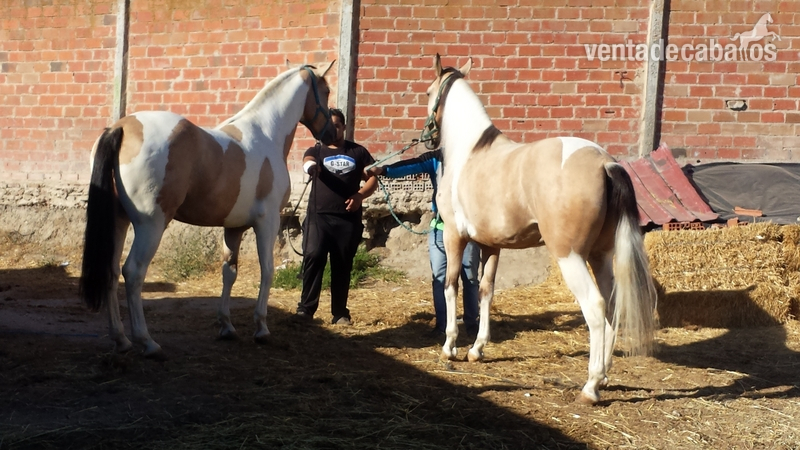 Tronco pios en bayos únicos machos piezas únicas  - Caballos Pura Raza Española (P.R.E.) Cruzado